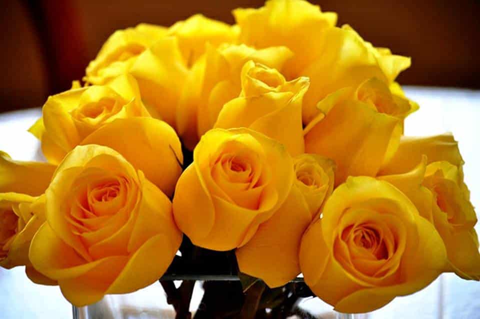 Imágenes de rosas amarillas